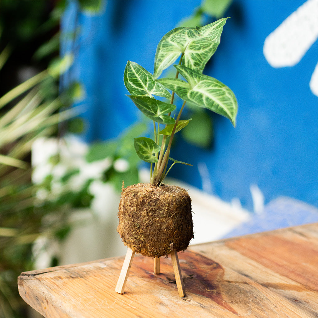 Kokedama Moss Ball Syngonium Noak Plant - myBageecha