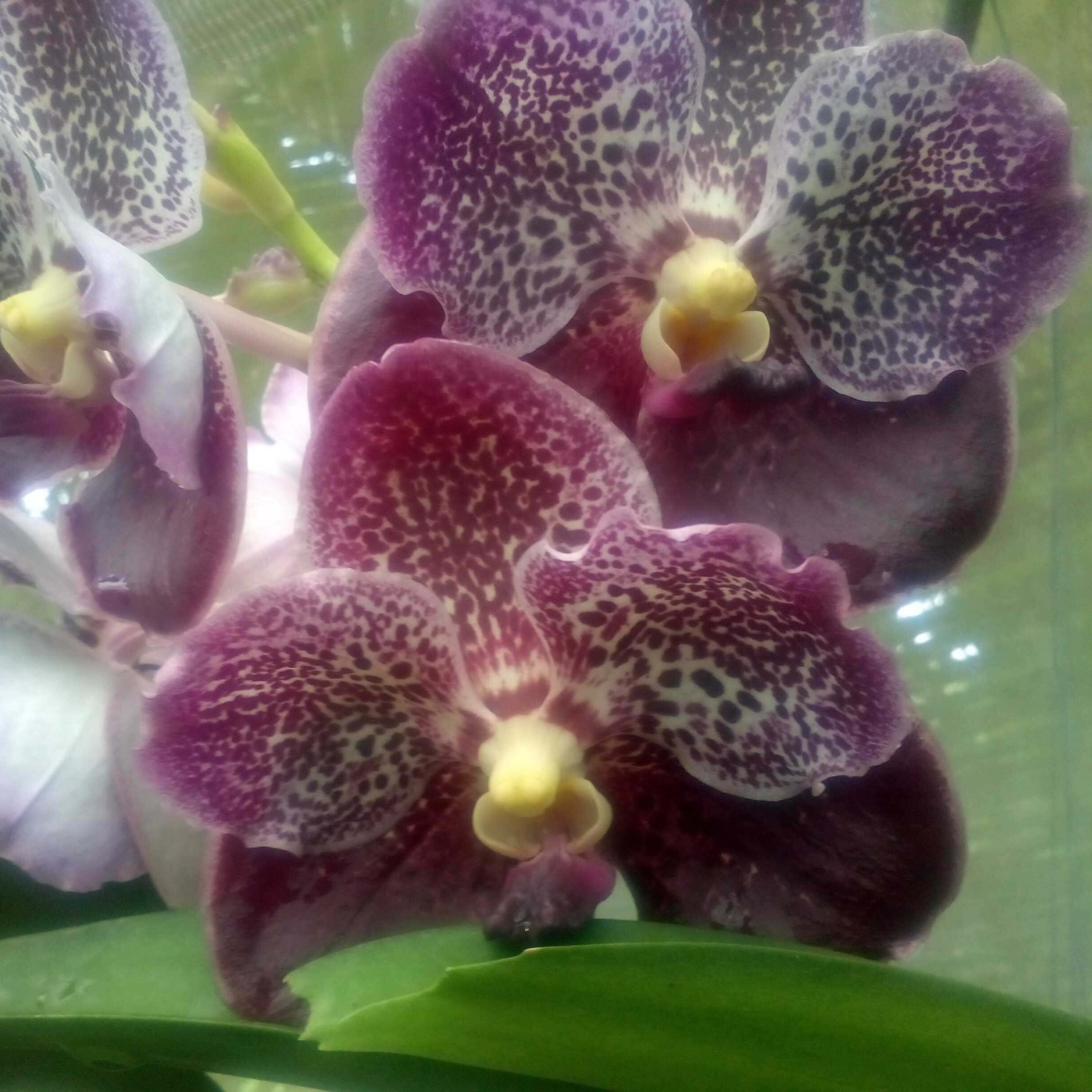 Krianchai Brownie - myBageecha