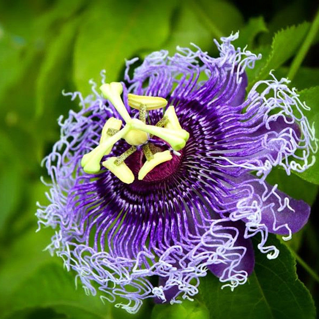 Passiflora Inspiration Plants myBageecha - myBageecha