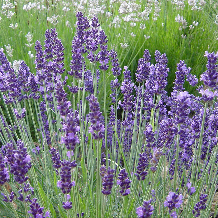 Lavender Plants myBageecha - myBageecha