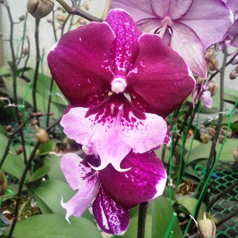 Phalaenopsis-id256 - myBageecha