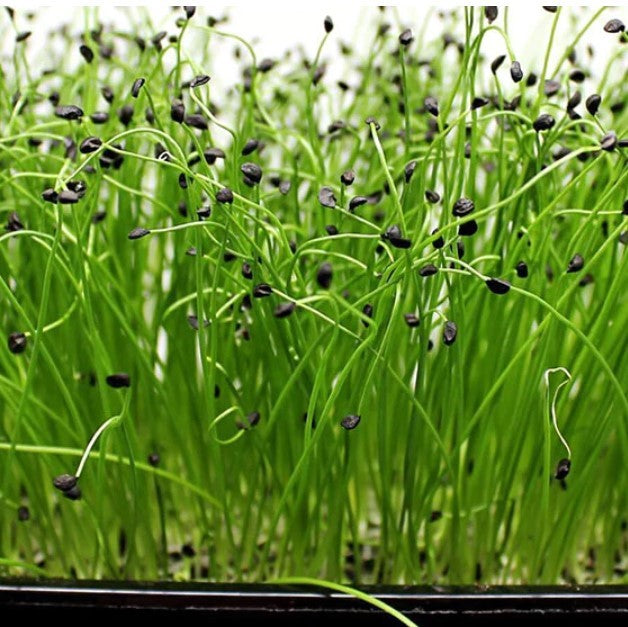 Microgreens Leek Seeds – myBageecha