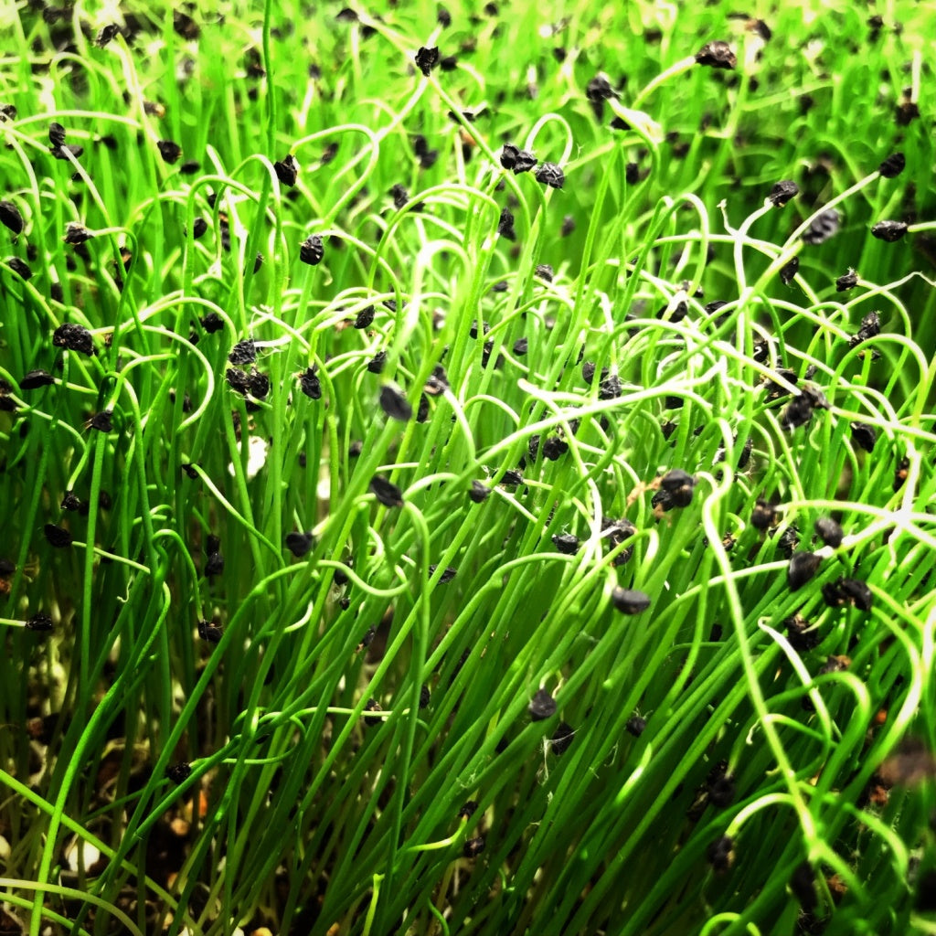 Leek microgreens foliage, All Season harvest - myBageecha