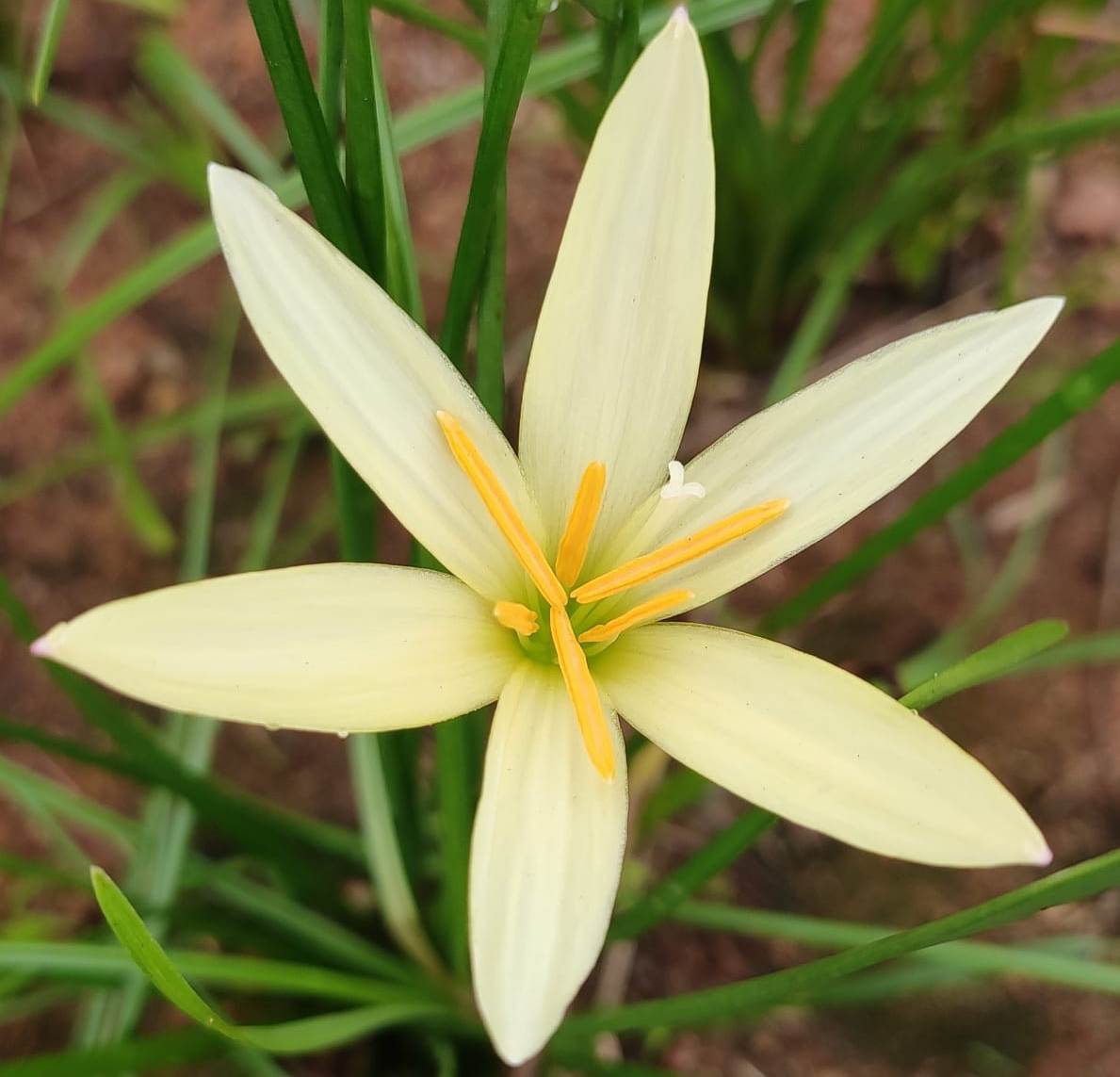 Rain Lily 'Lemon' (Bulbs) - myBageecha