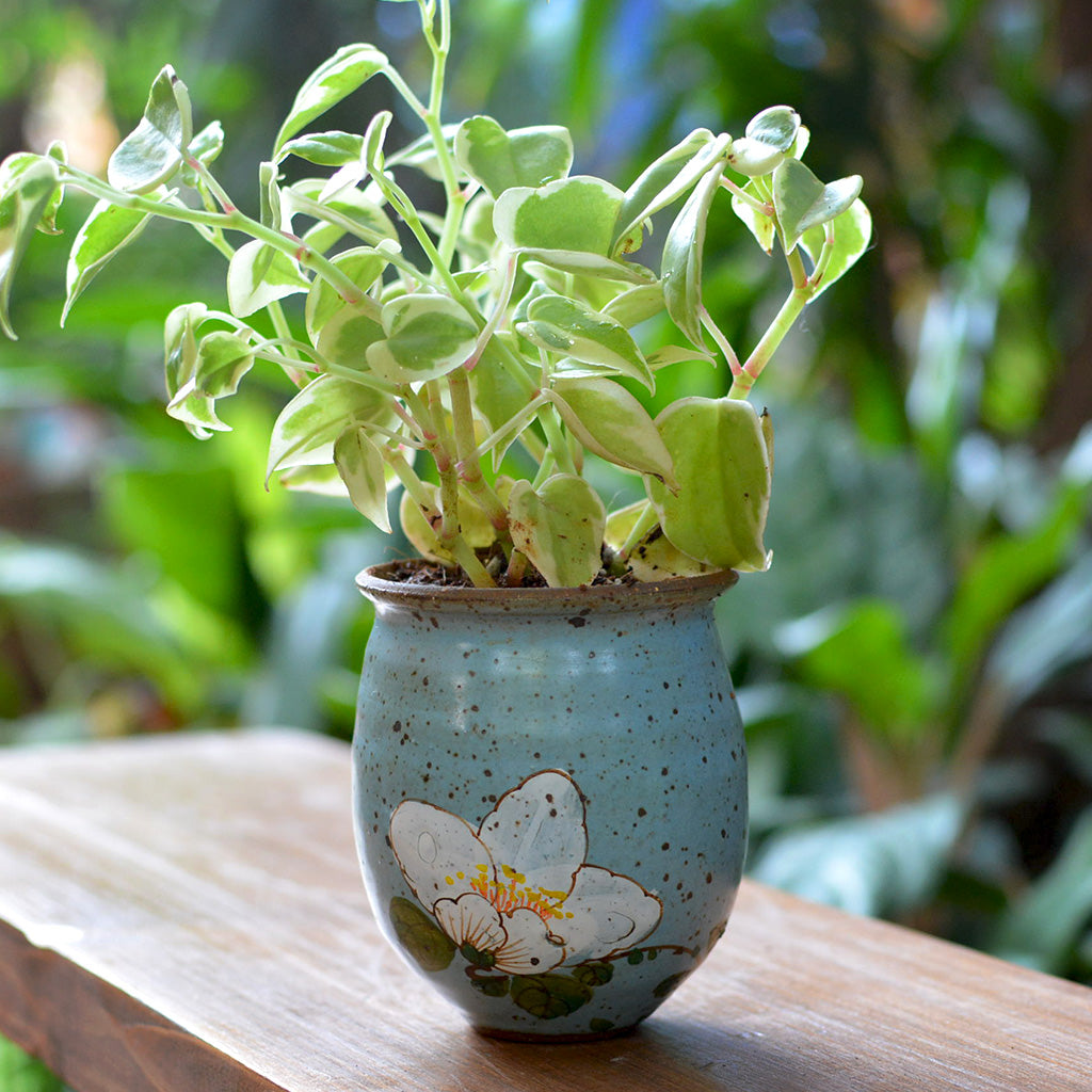 Like a Daisy Ceramic Pot - myBageecha