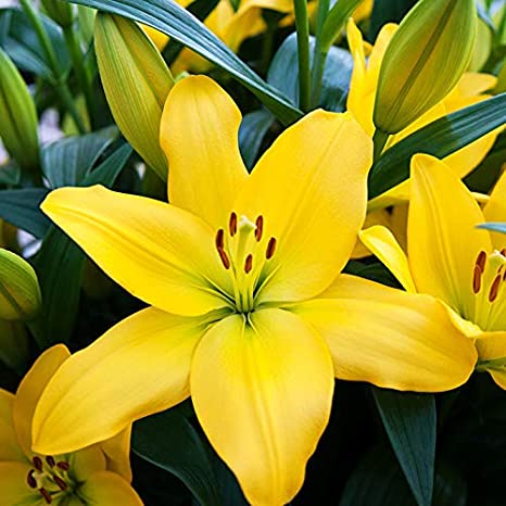 Lilium Asiatic 'Nashville' (Bulbs) - myBageecha
