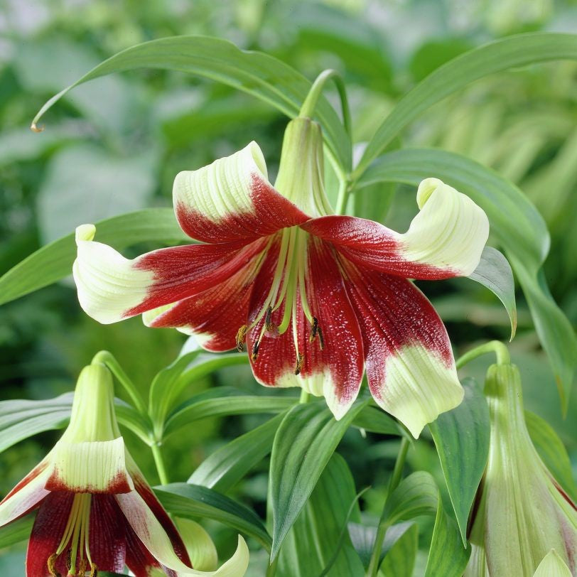 Lilium Nepalense (Bulbs) - myBageecha