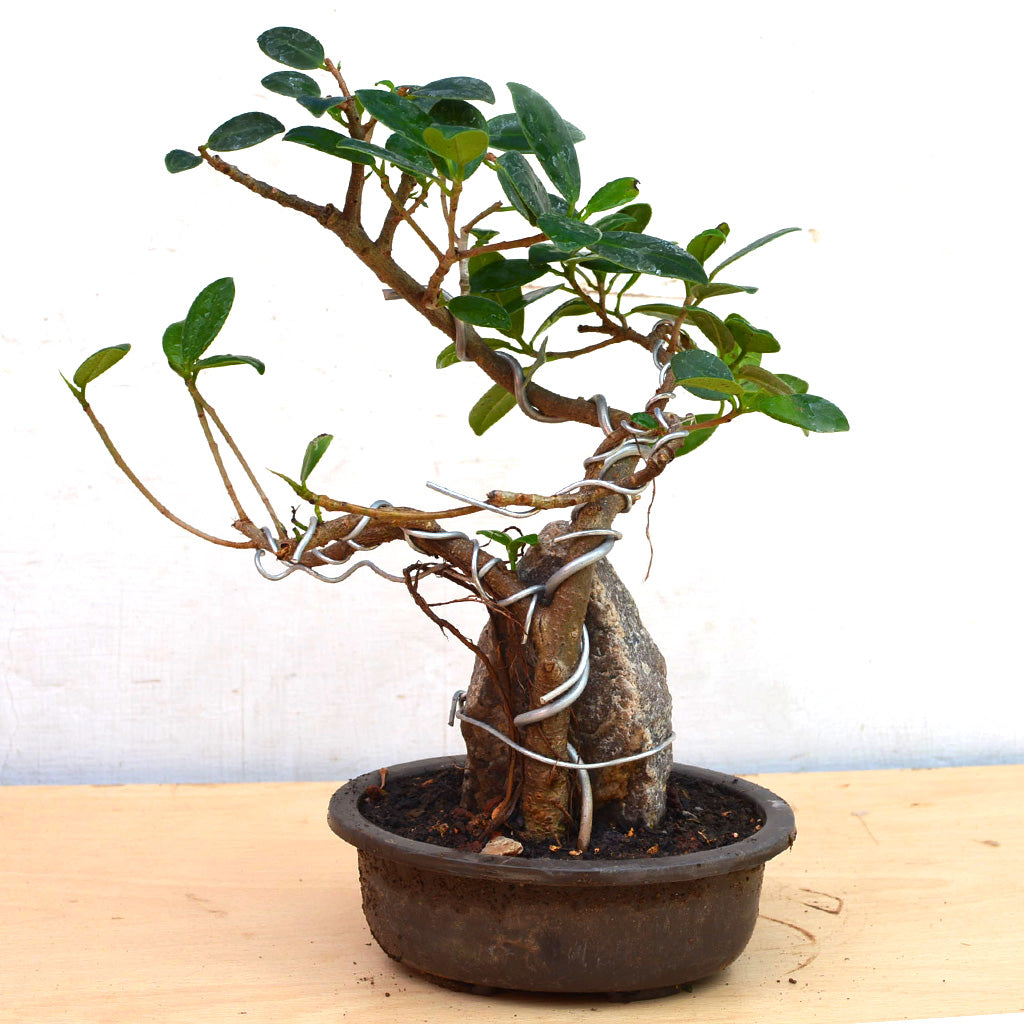 bonsai tree round rock Bonsai Long Island Round with Rock – Indoor Bonsai Display
