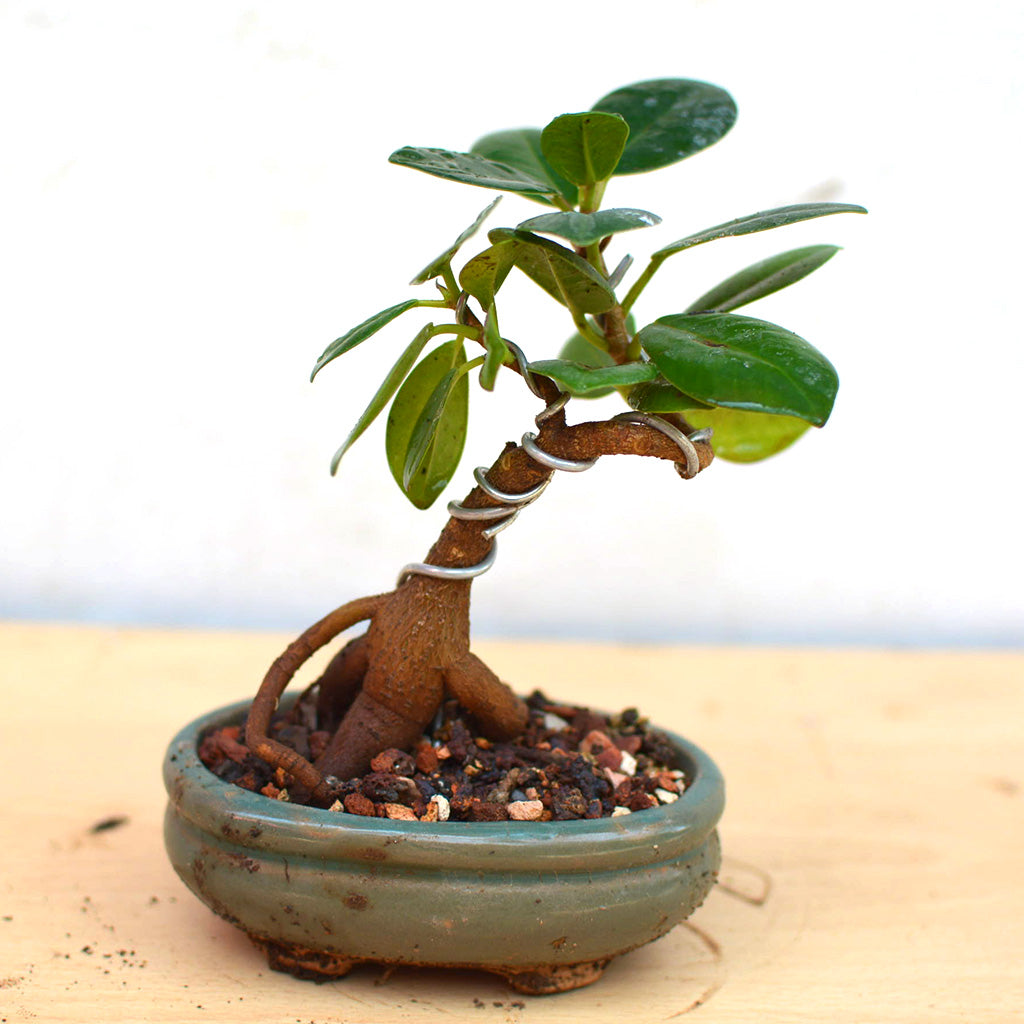 Bonsai Long Island Mame Plant in tiny ceramic pot – myBageecha