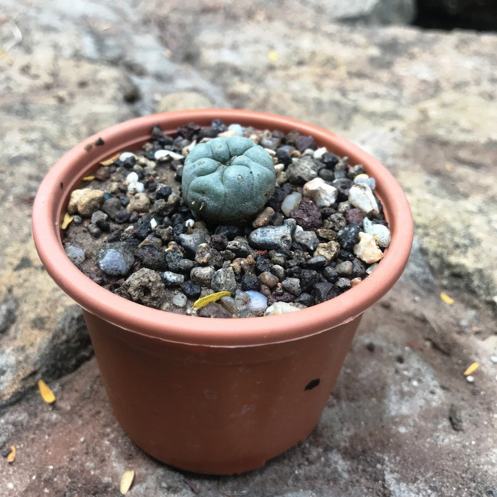 Lophophora Williamsii Whiskey Cactus Plant - myBageecha
