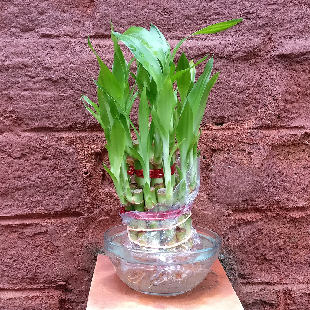 Set of 3 Lucky Plants - myBageecha