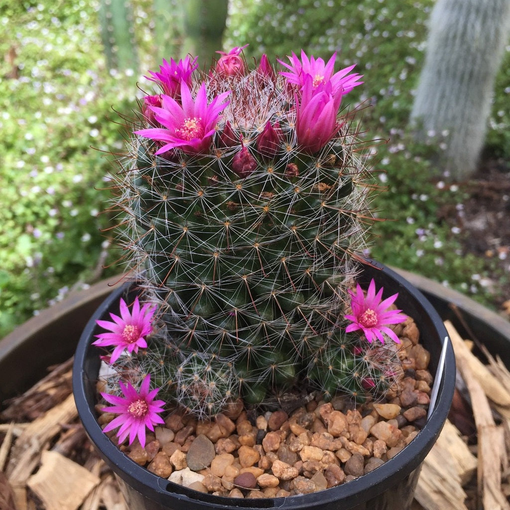 Mammillaria Zeilmanniana Rose Pincushion Cactus Plant - myBageecha