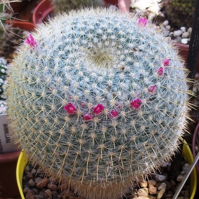 Mammillaria Celsiana Plants myBageecha - myBageecha