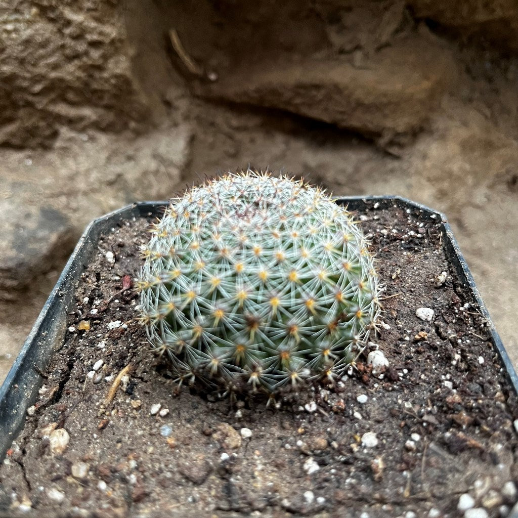 Mammillaria Dioica Cactus Plant - myBageecha
