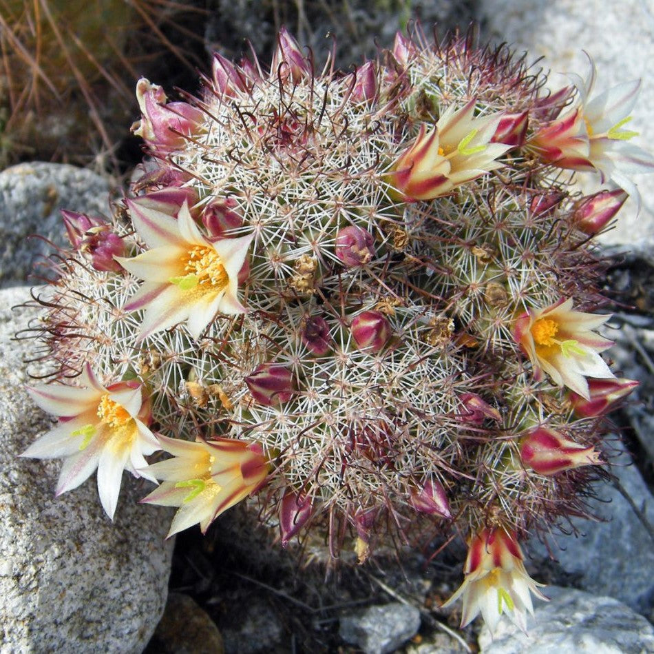 Mammillaria Dioica Cactus Plant - myBageecha