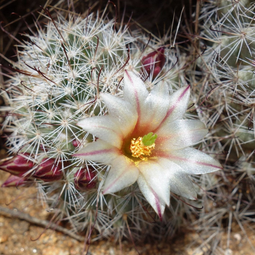 Mammillaria Dioica Cactus Plant - myBageecha