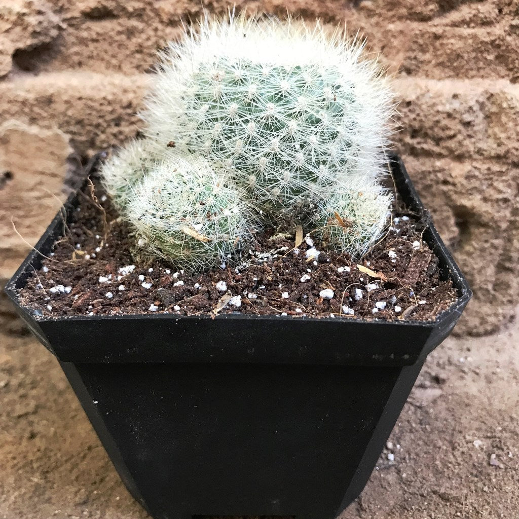 Mammillaria Glassii Ascensionis Cactus Plant - myBageecha