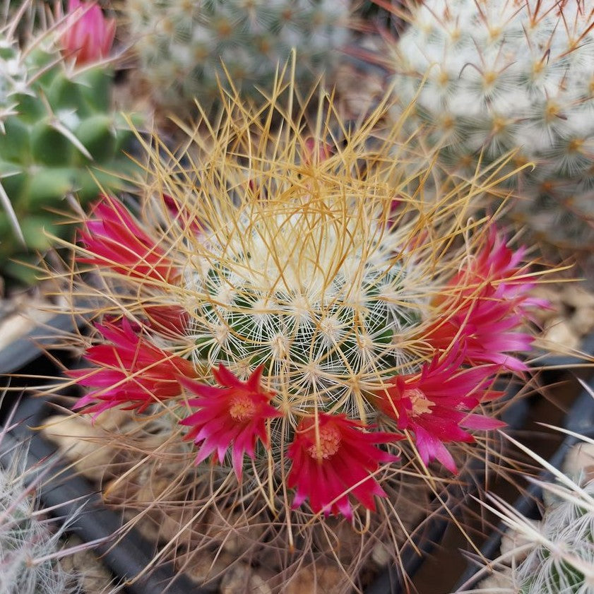 Mammillaria Leptacantha Globular Cactus Plant Online