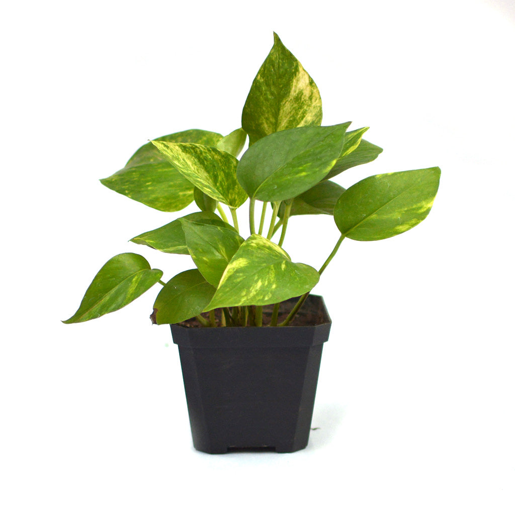 golden poth Pothos Golden Trailing Air Purifying Plant