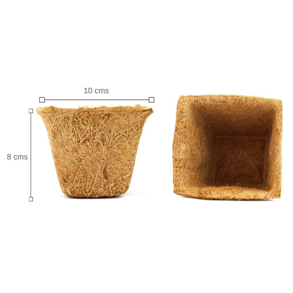 Ready To Grow Kits - Marigold - myBageecha