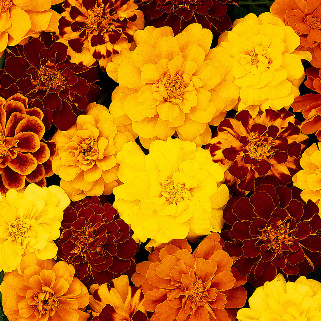 Marigold Durango Mix Flower Seeds – mixed blooms – myBageecha