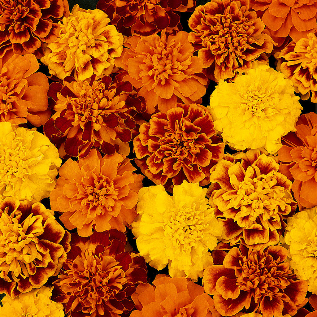 Marigold French Bonanza Mix Flower Seeds – mixed blooms – myBageecha