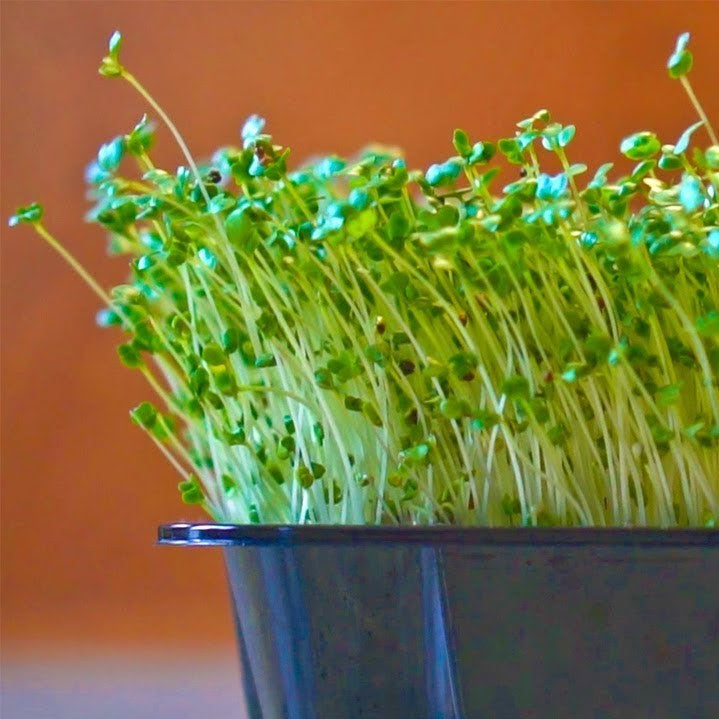 Broccoli Microgreens Seeds for indoor trays - myBageecha