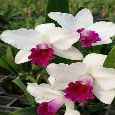 Cat. Mayor Yamasaki - myBageecha