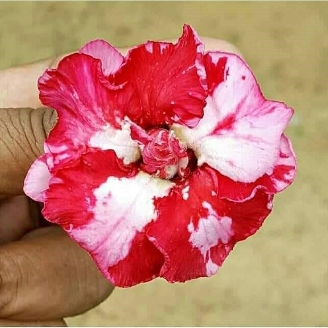 Meryl Streep Adenium Plant - myBageecha