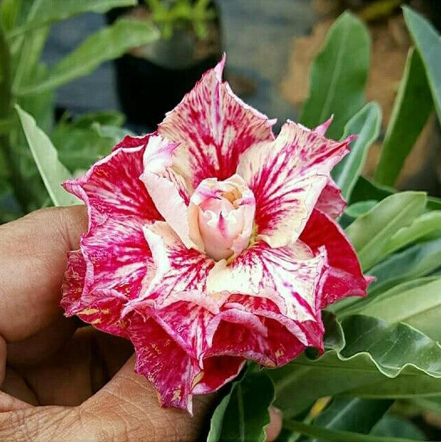 Cardinal Bloom Adenium Plant - myBageecha