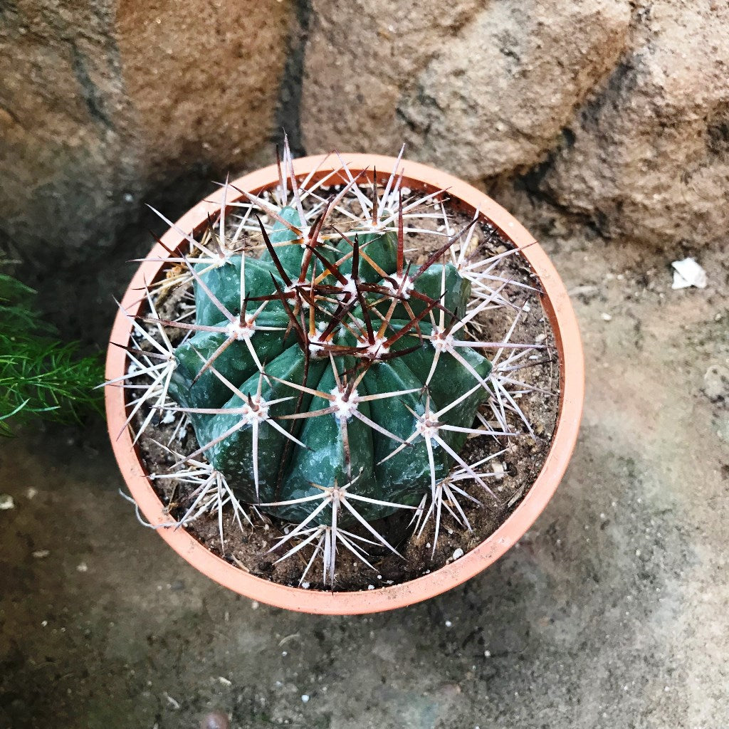 Melocactus Bahiensis Cactus Plant - myBageecha