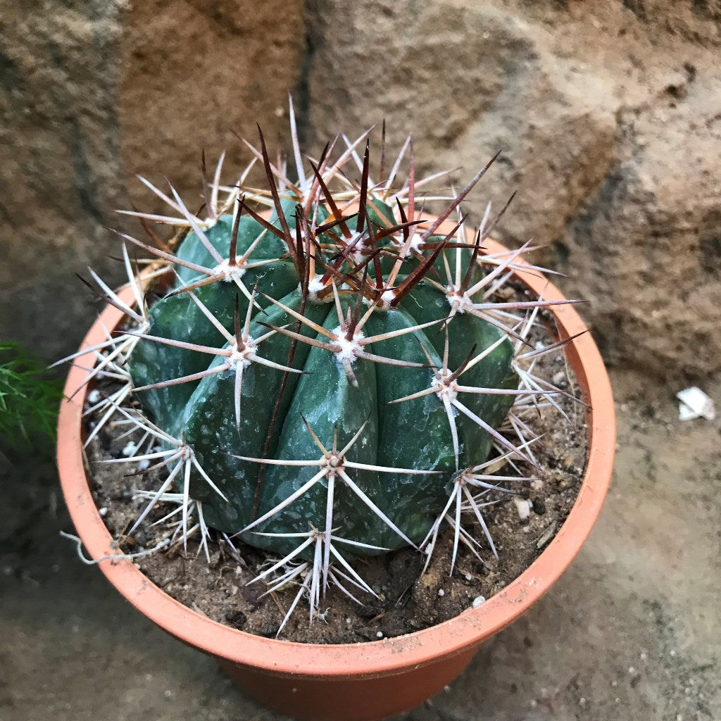 Melocactus Bahiensis Cactus Plant - myBageecha