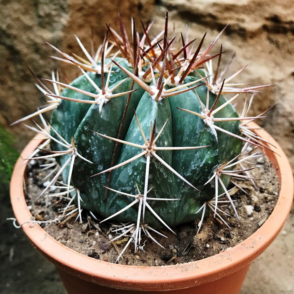 Melocactus Curvispinus Globular Cactus Plant Online