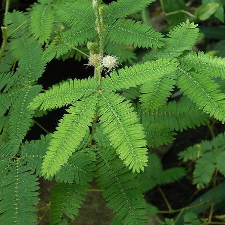 touch me not plant indoor Touch Me Not Mimosa Pudica Linn Plant