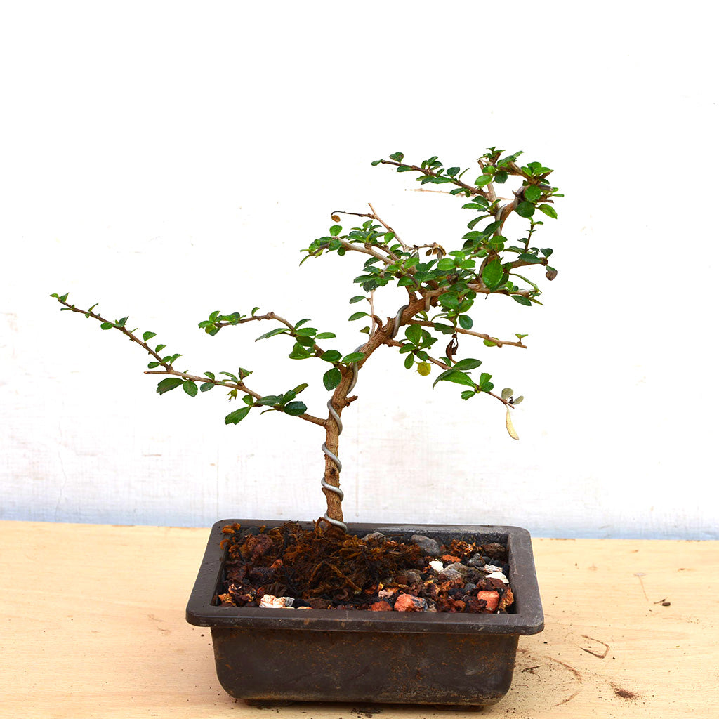 Bonsai Mini Carmona Microphylla Plant in miniature bonsai style - myBageecha