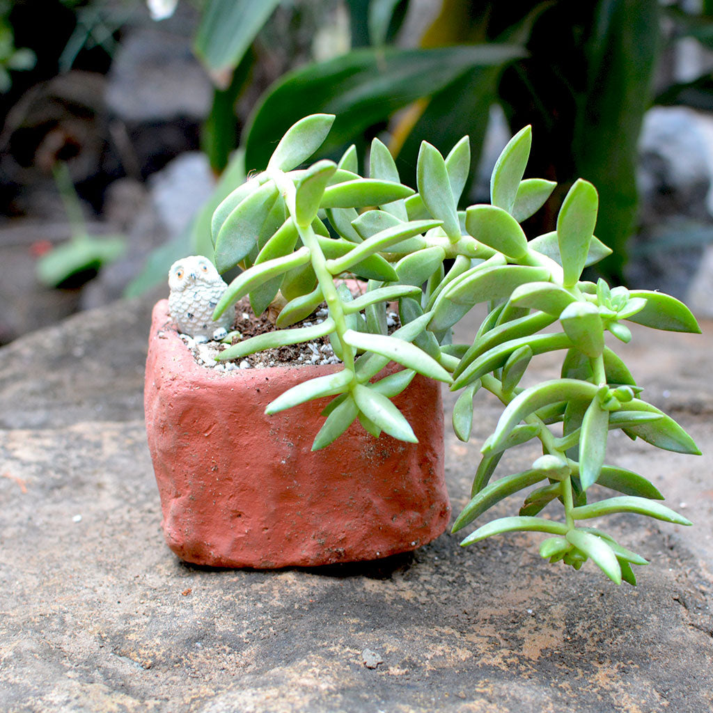 Set of 3 Small Succulent Terracotta Pot front view – myBageecha