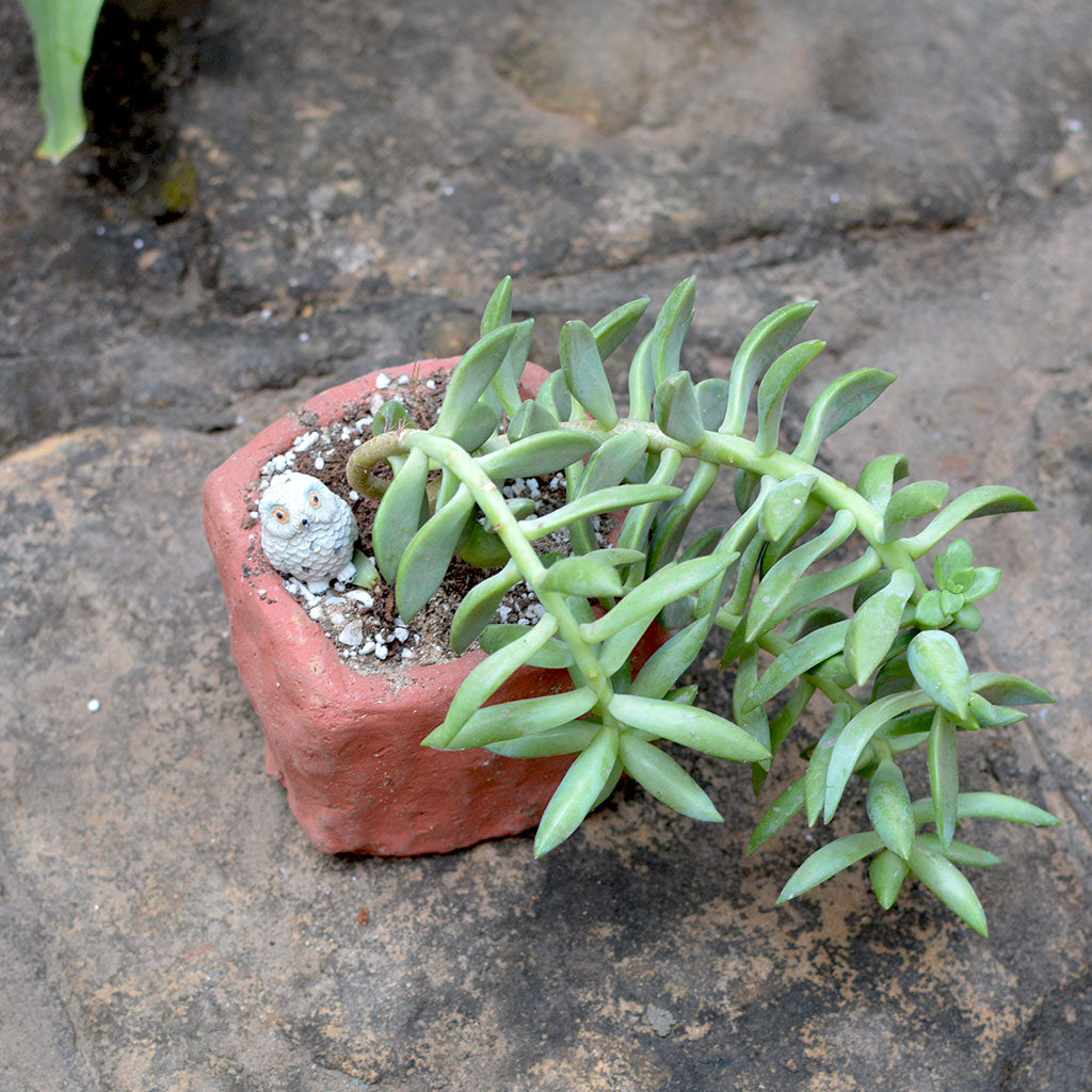 Set of 3 Small Succulent Terracotta Pot top view – myBageecha
