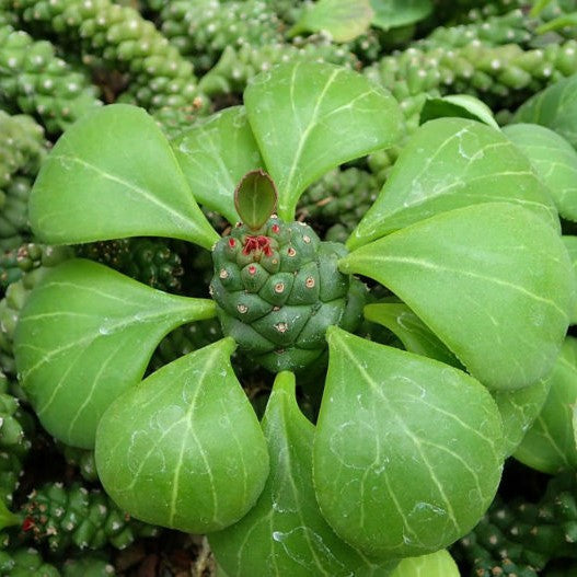 Monadenium Ritchiei Cactus Plant - myBageecha