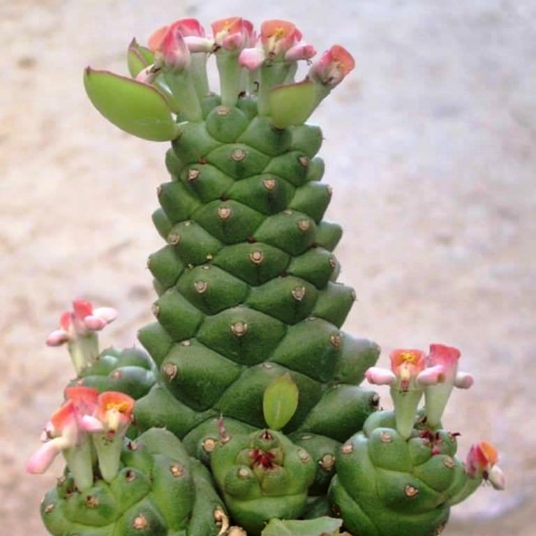 Monadenium Ritchiei Cactus Plant - myBageecha