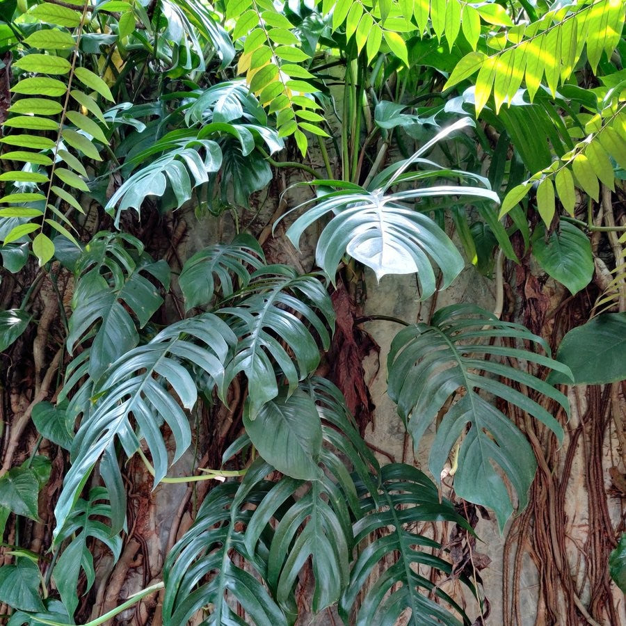 Epipremnum Pinnatum Plant climbing support styling