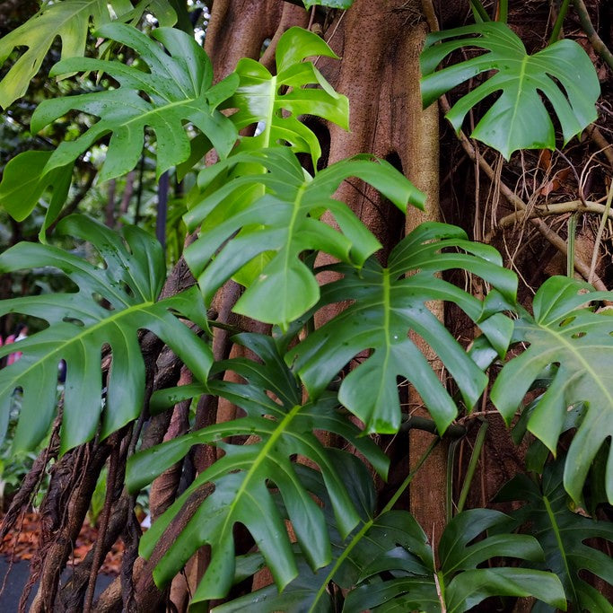 Epipremnum Pinnatum Plant foliage canopy form