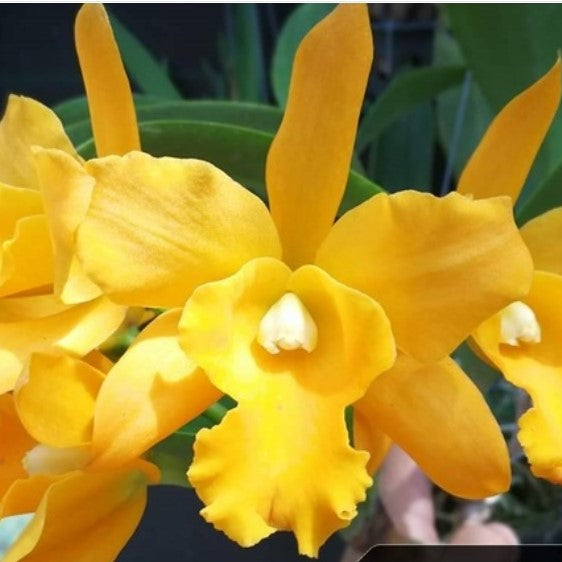 Cat. Moonlight - myBageecha