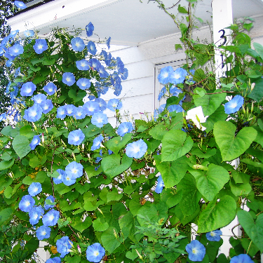Ipomoea Clarke's Heavenly Blue Flower Seeds myBageecha