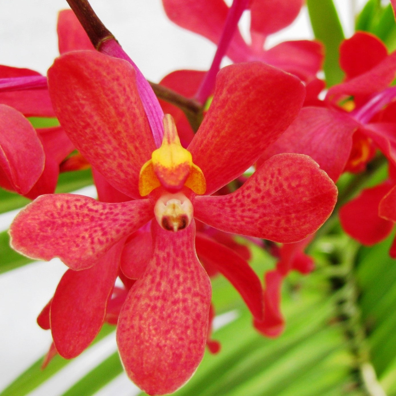 Mudang Red - myBageecha