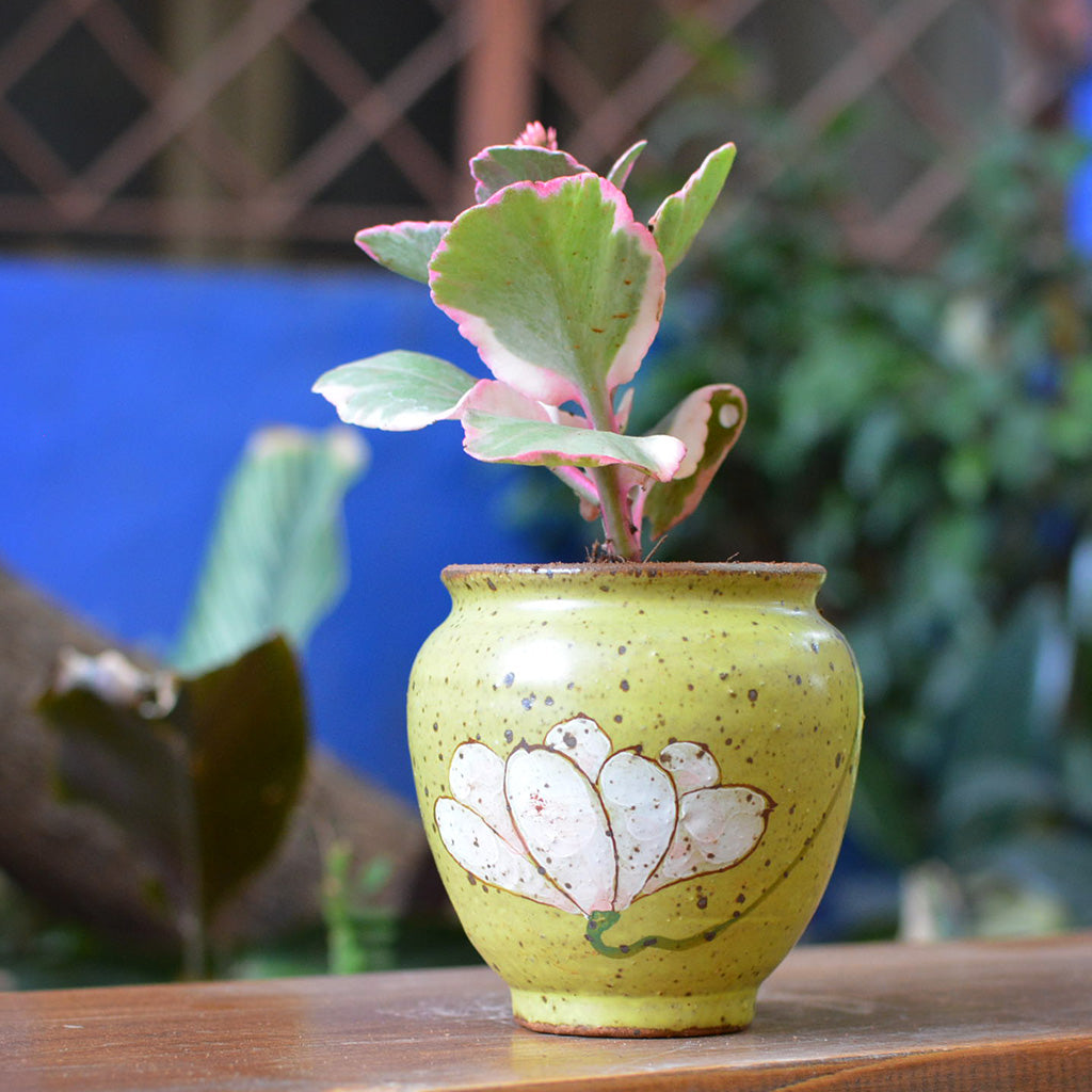 Murky Bloom Ceramic Pot - myBageecha