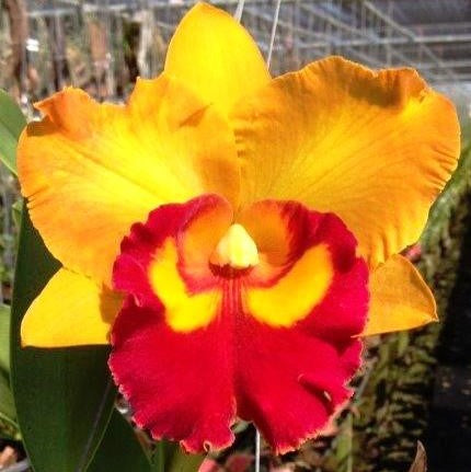 Cat. Nakhorn Chaisri Delight - myBageecha