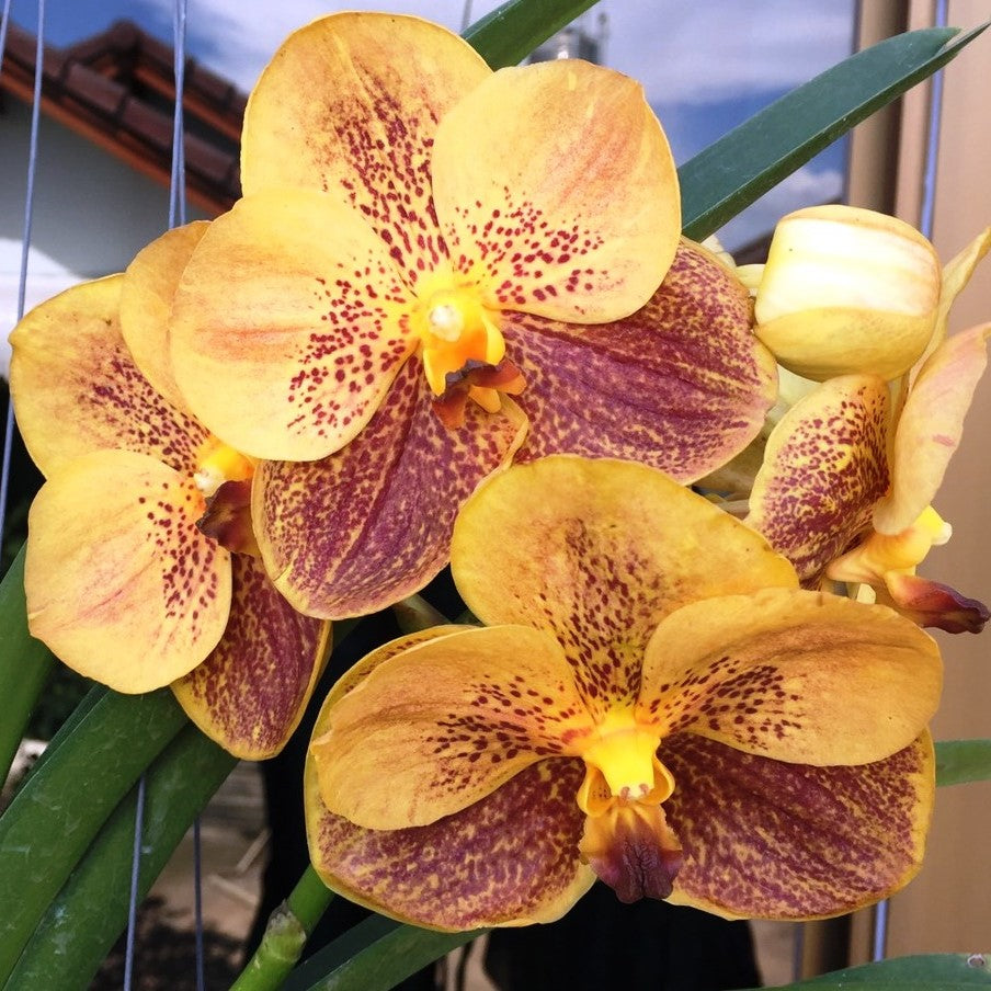 Napporn-Gold x Suksamaran-Gold - myBageecha