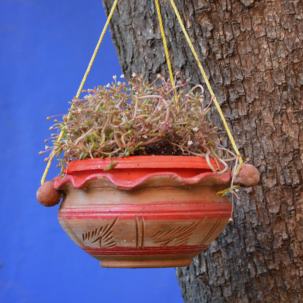 Terracotta Bowl Planter front view – myBageecha