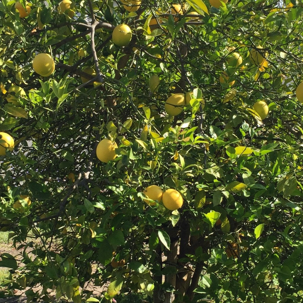Nutmeg Jiphal Javitri Plant - myBageecha