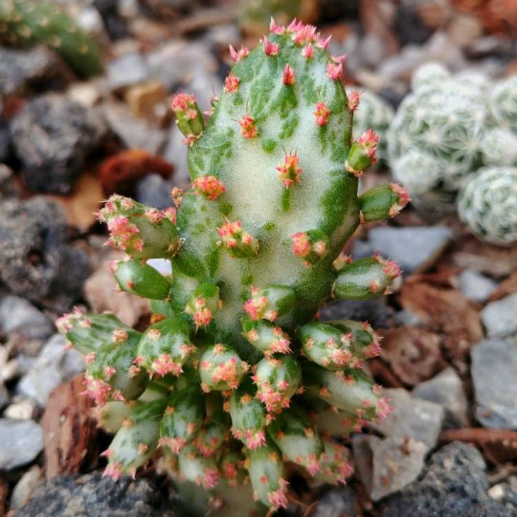 Opuntia Monacantha f. Monstruosa Variegata Cactus Plant - myBageecha